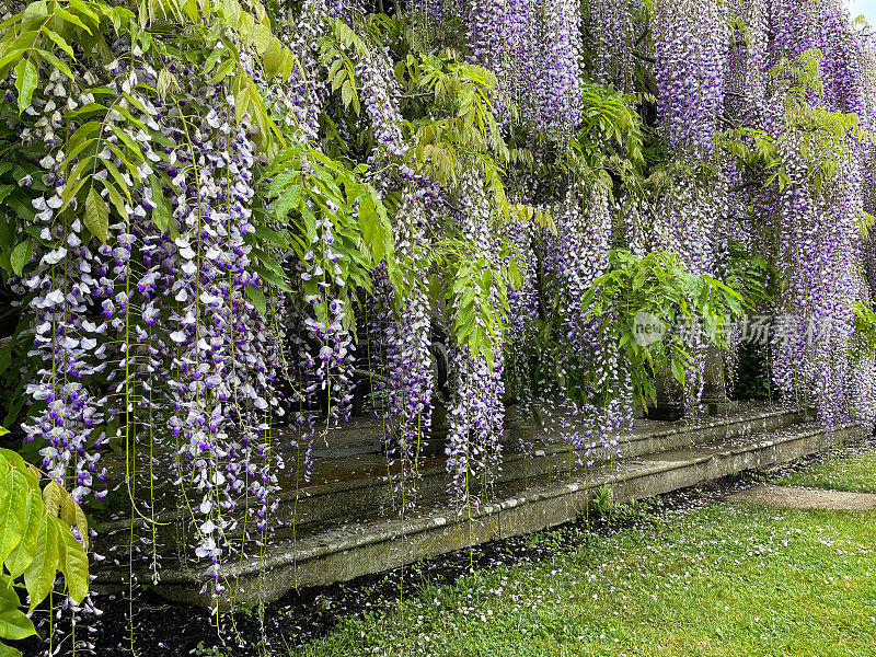 紫色开花中国紫藤(紫藤)攀缘植物的特写图像，长花悬挂在木头和石头藤架，重点放在前景