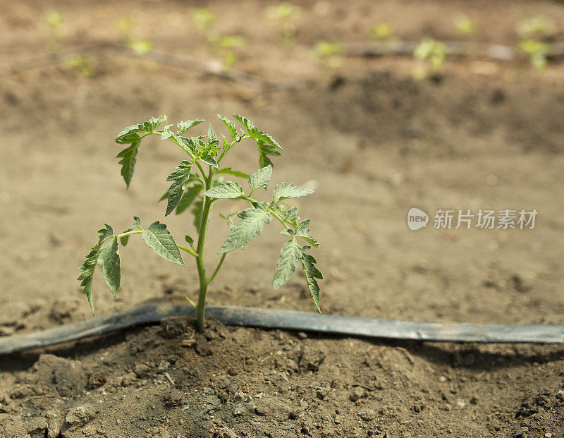 番茄植物。