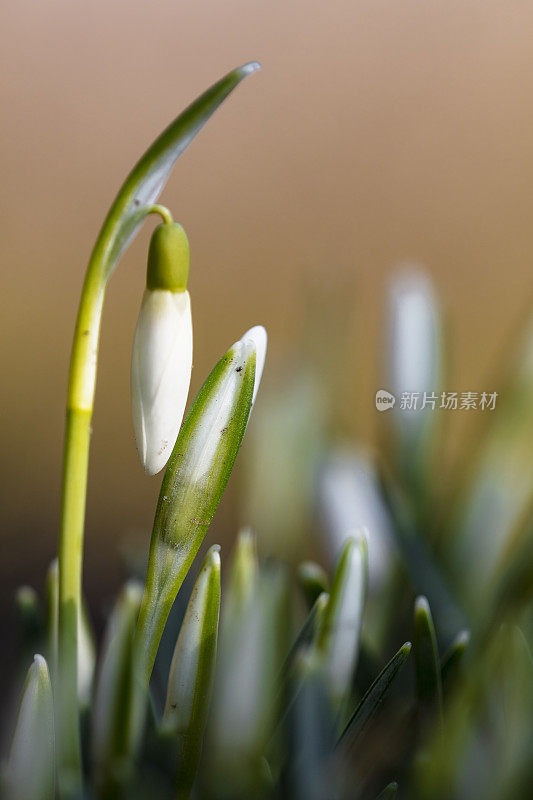 雪花莲在神奇的光