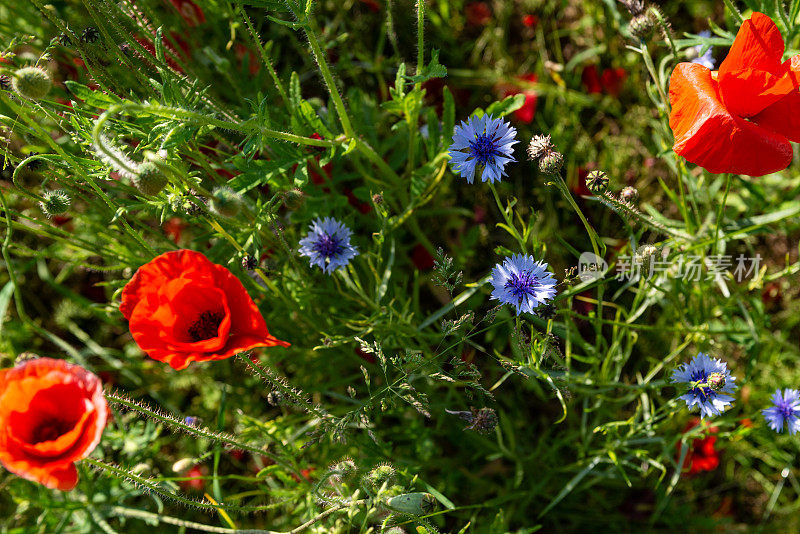 红色罂粟花和蓝色矢车菊