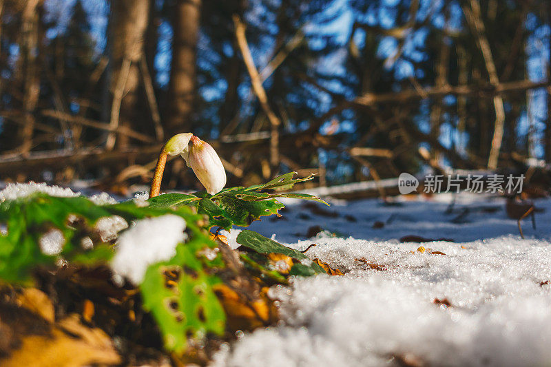 藜芦的雪