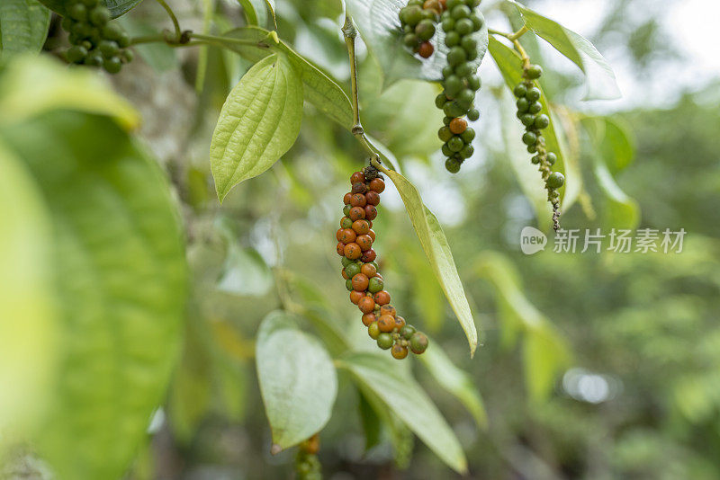 特写黑胡椒植物