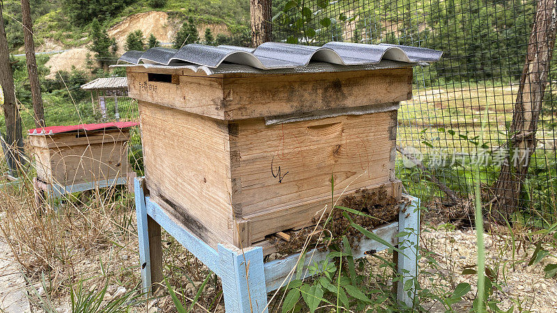 农业发展，在农场养殖蜜蜂