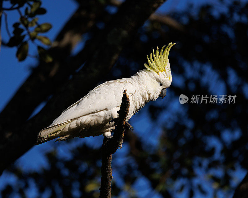 硫冠凤头鹦鹉，树上的仙人掌