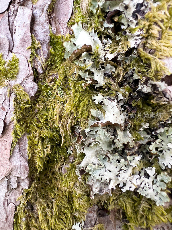 苏格兰树皮和苔藓的细节