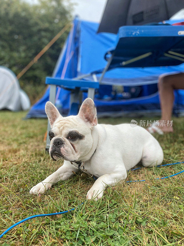 法国斗牛犬挨着露营帐篷和露营桌。在英国南部露营