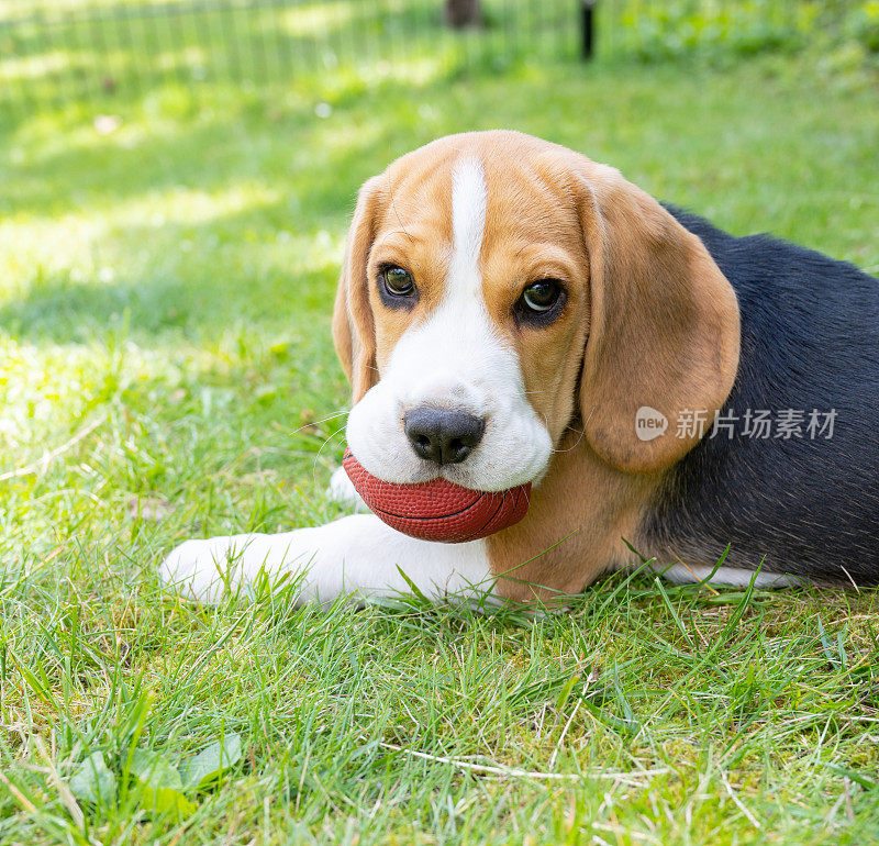 可爱的比格犬小狗躺在草地上，嘴里叼着红色的球