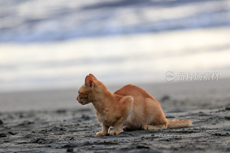 在亚齐日落时，猫在沙滩上放松的后视图