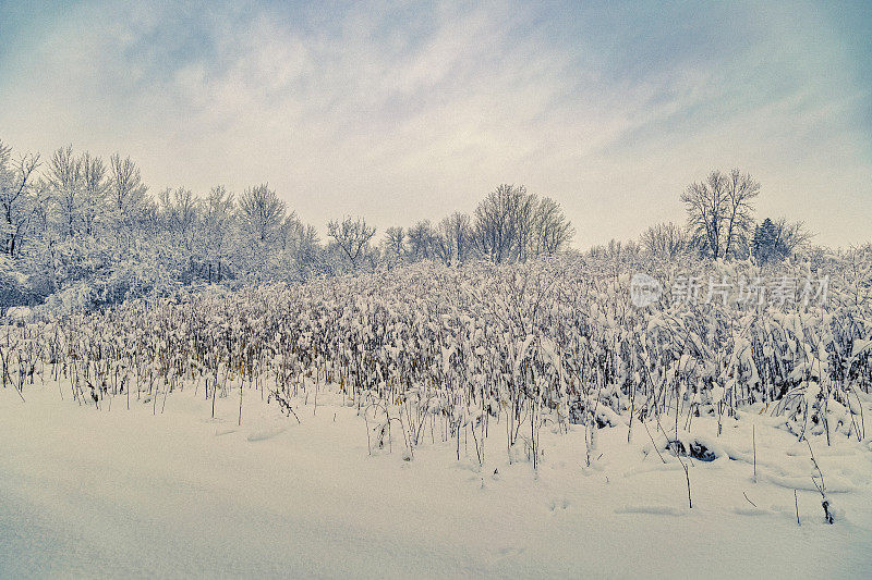 被雪覆盖的树木