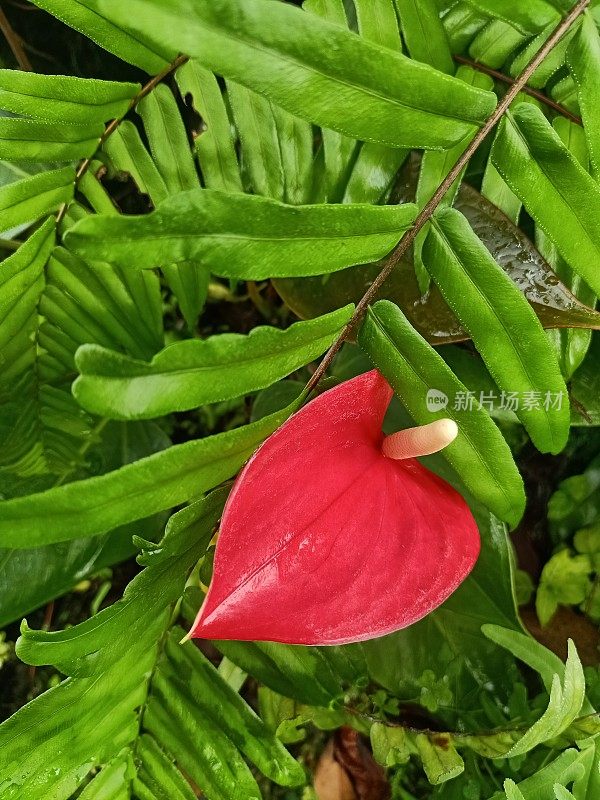 红色花烛属植物花