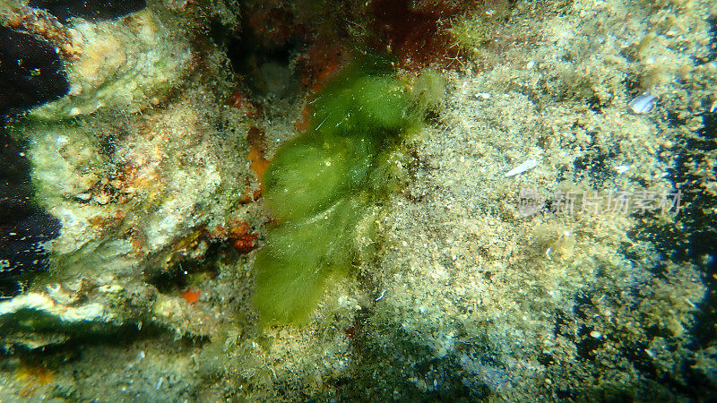 爱琴海海底的绿色灌木巨藻