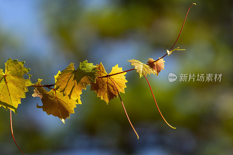 特写背光葡萄藤枝尖与新生长，悬垂卷须和焦点绿色的背景