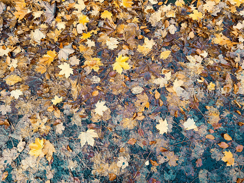 秋天，英国苏格兰格拉斯哥的街道上，倒下的树木留下了树叶
