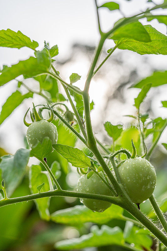 新鲜的本地种植的全球番茄在早晨从树上健康生长