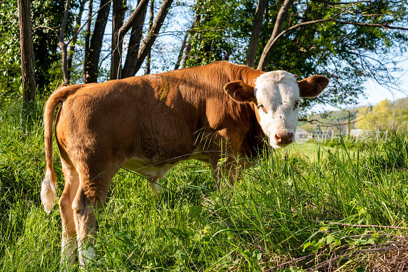 好奇的牛在春天的青草中享受