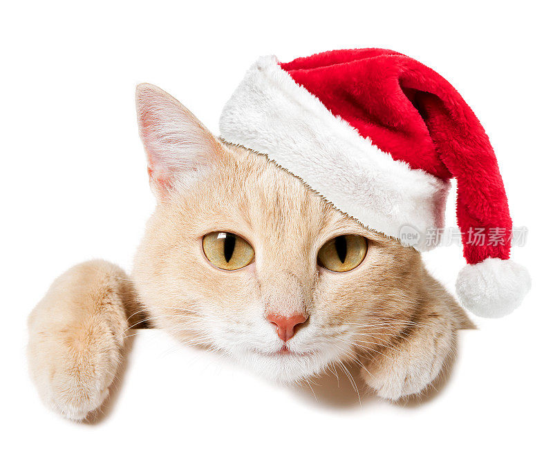 圣诞快乐!!——戴着圣诞老人帽子的滑稽猫从空白标牌里探出头来