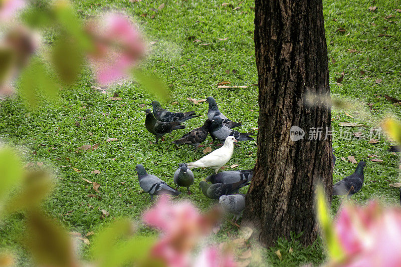 一群鸽子在公园的绿草地上