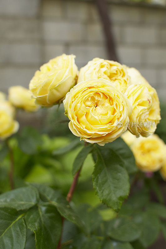 黄色的罗莎线雷诺，玛丽玫瑰，查尔斯雷尼麦金托什在花园里。夏天和春天。