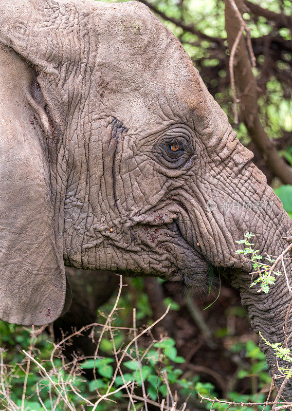 坦桑尼亚曼亚拉湖国家公园的非洲象头部特写