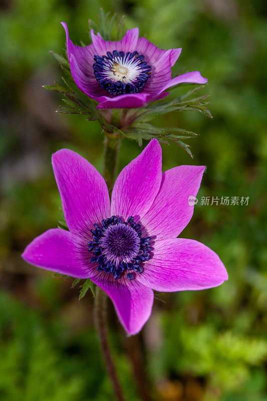 随着春天的到来，彩色的银莲花盛开的特写