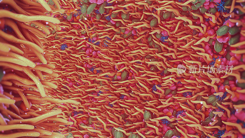 肠道细菌