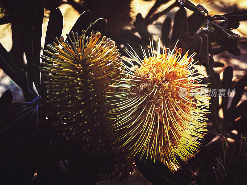 冬天开花的Banksia