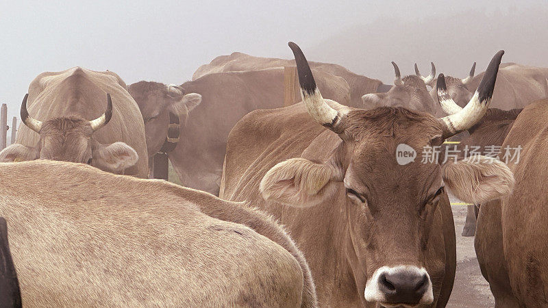 瑞士山区牧场上的牛群