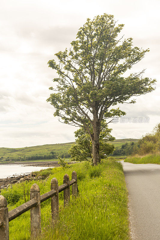 树在海岸的米尔波特镇在著名的旅游康布雷岛附近的大格拉斯哥苏格兰英格兰英国