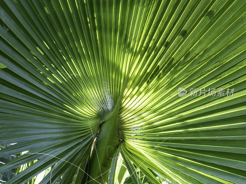 抽象棕榈叶扇