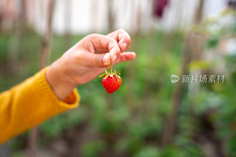 孩子手里拿着草莓