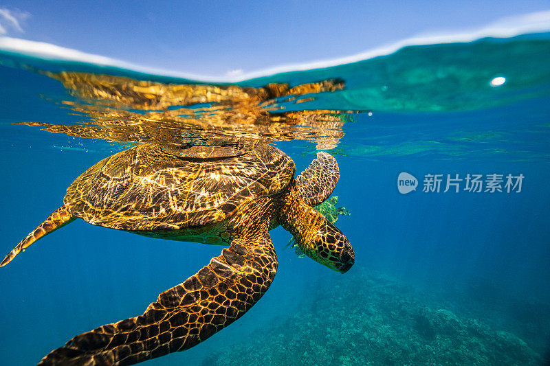 从水下观看的绿海龟在海洋表面游泳的特写