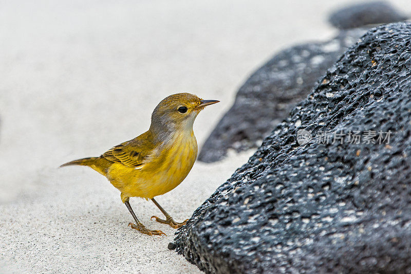 黄莺，绿松石，宽边帽岛，宽边帽岛，厄瓜多尔加拉帕戈斯群岛国家公园