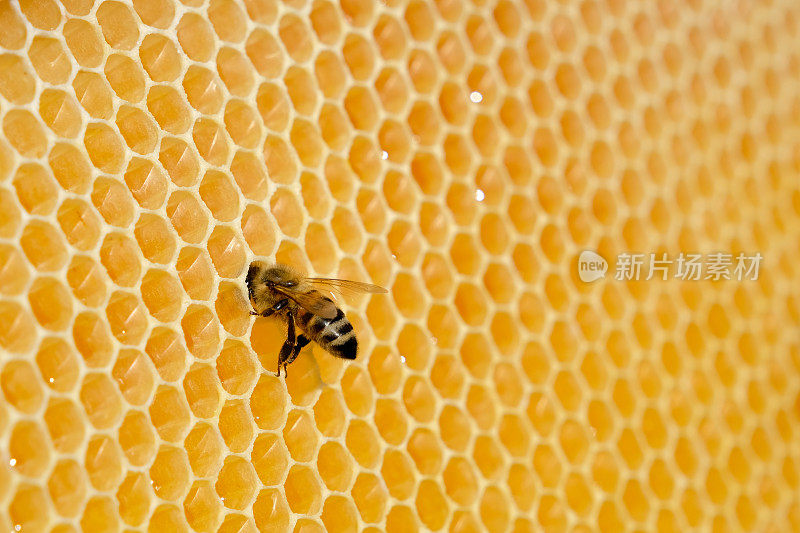 蜜蜂在蜂巢上