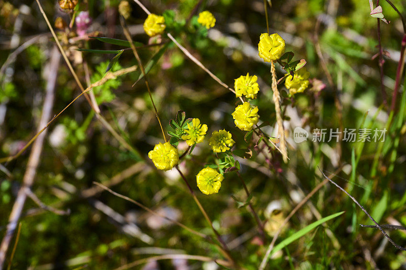 休耕地里的黄色野花