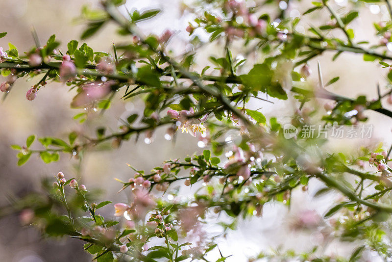 特写灌木澳大利亚本土手指酸橙树与芽和雨滴，背景与文字空间