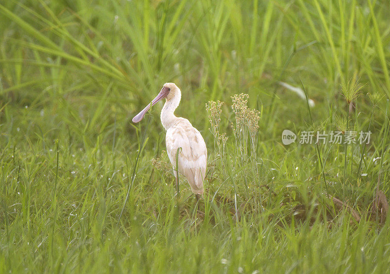 非洲篦鹭