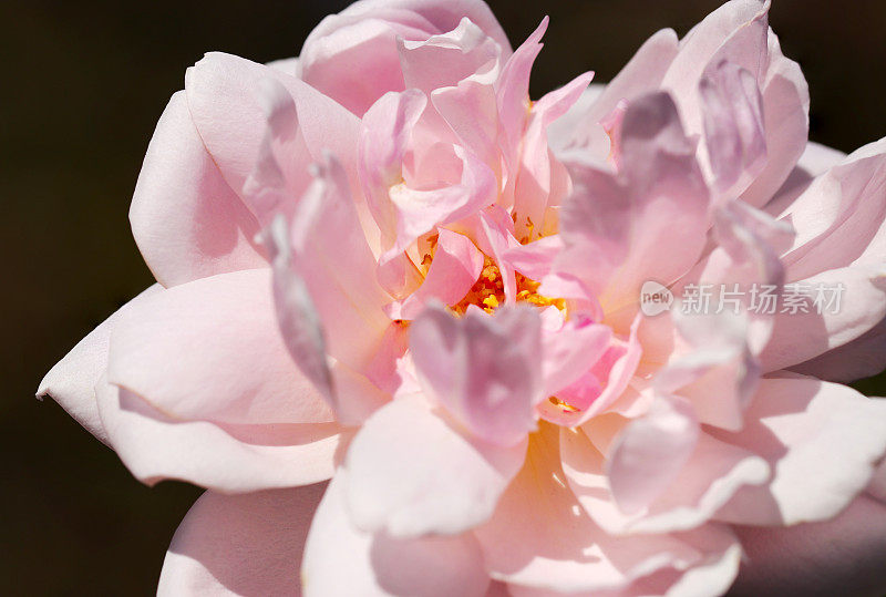 美丽的皱折粉红玫瑰花头(阳光明媚的户外，特写微距摄影)
