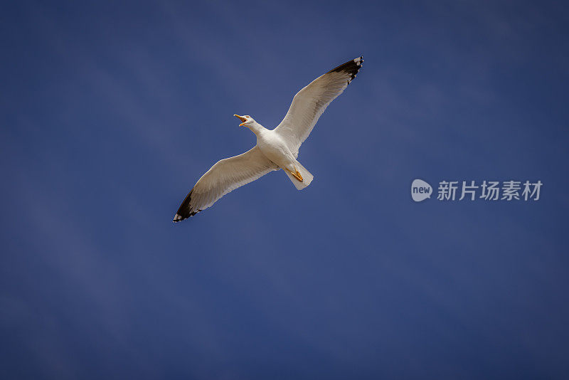 飞翔的海鸥。