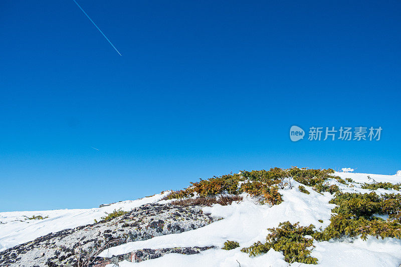 蓝天下，山上白雪覆盖的土地上，绿色的灌木丛抵御着寒冷