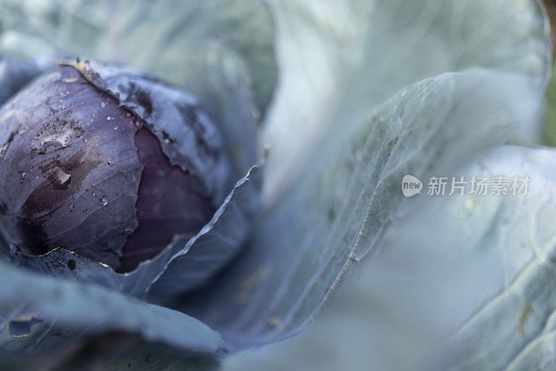 花园里的红卷心菜，特写