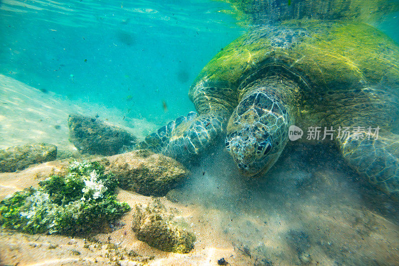 绿海龟在海洋中游泳。