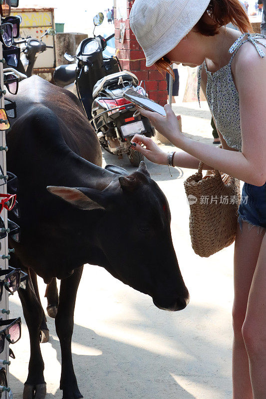 特写照片中，迷人的红发年轻女子头戴斗式太阳帽、墨镜、露脐上衣和牛仔短裤，用视频摄像机拍摄印度圣牛，焦点在前景