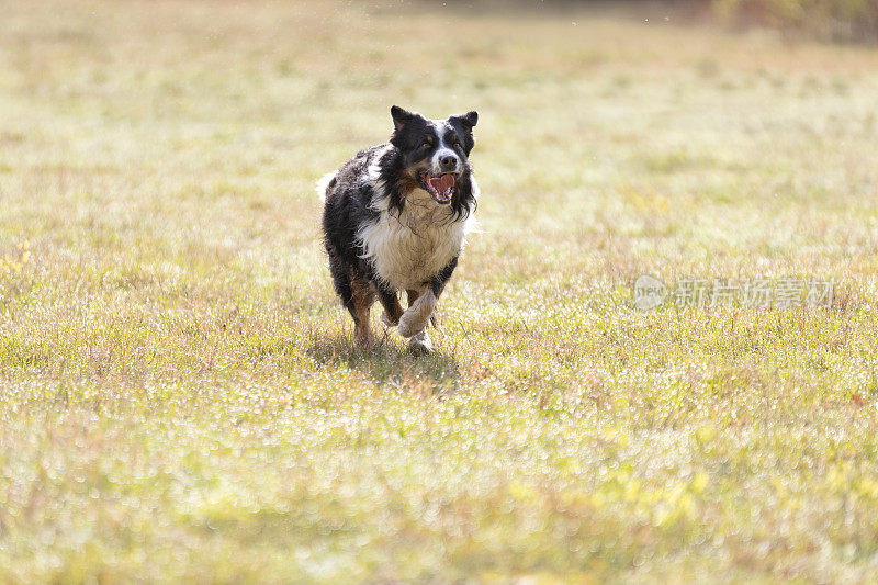 澳大利亚牧羊犬在阳光明媚的日子里奔跑在草地上。