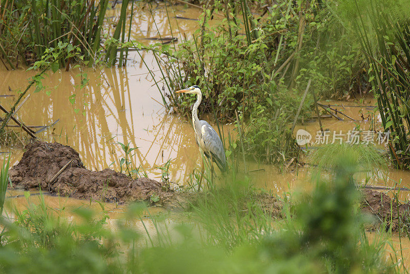 苍鹭