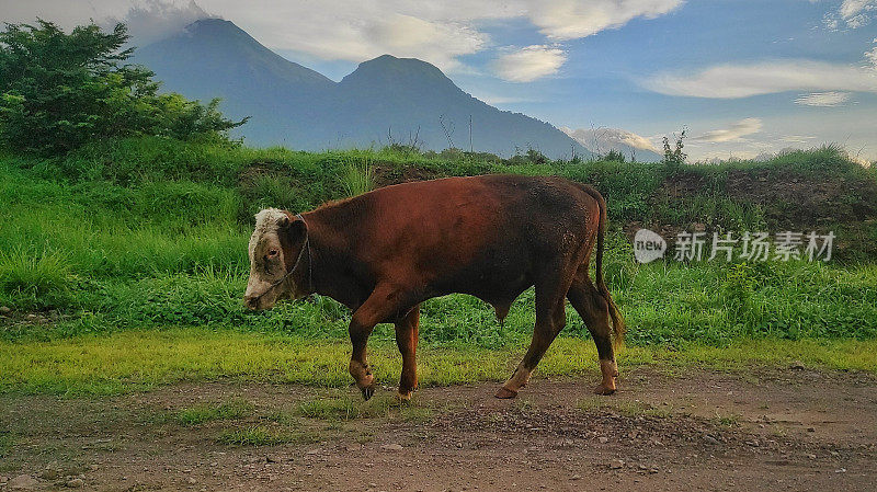 在山区的热带稀树草原上，一头棕色的牛看着草地
