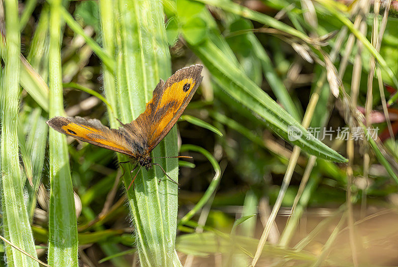 自然保护区草地上的守门人蝴蝶