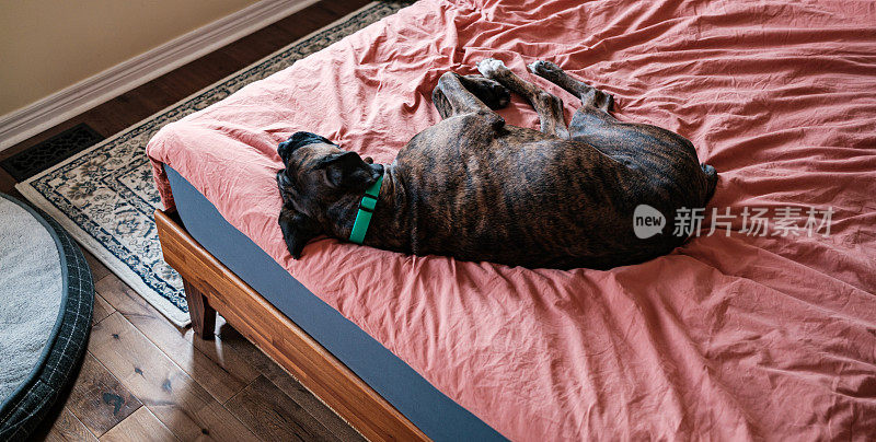 一只雄性拳师犬躺在卧室的床上休息