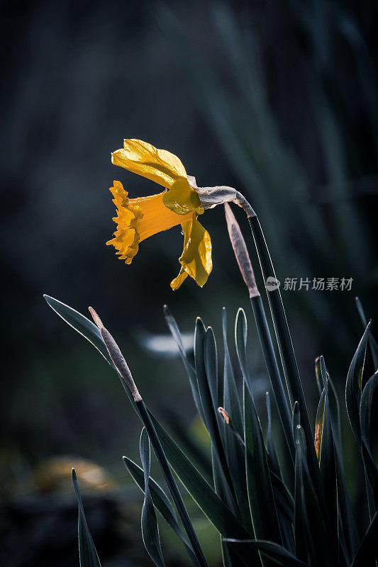 田园里的水仙花