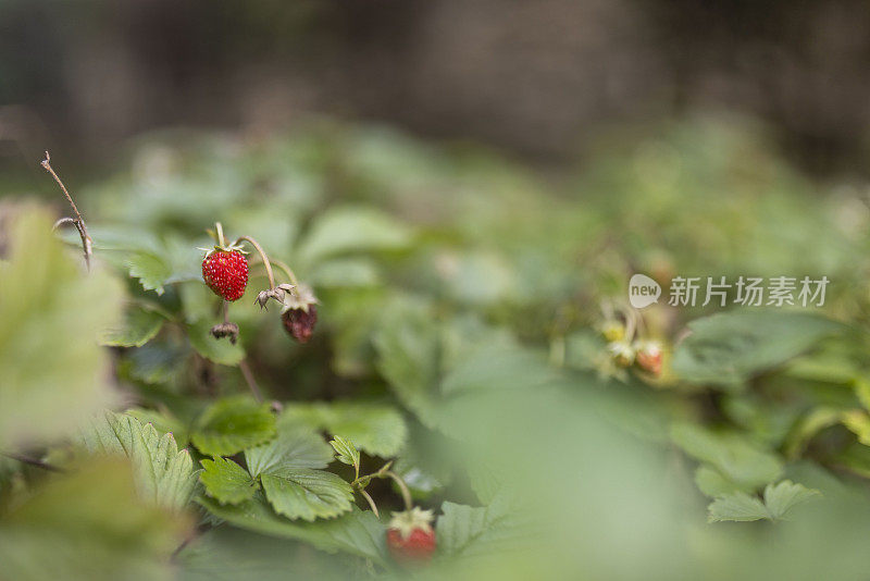 一个成熟的红色野生草莓浆果挂在花园背景的灌木丛上。特写镜头