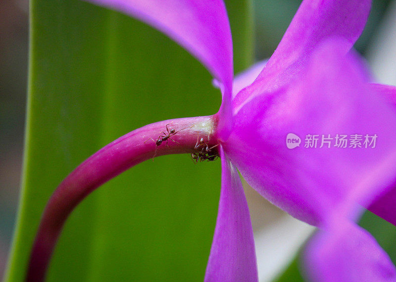 蚂蚁从兰花上吸取花蜜